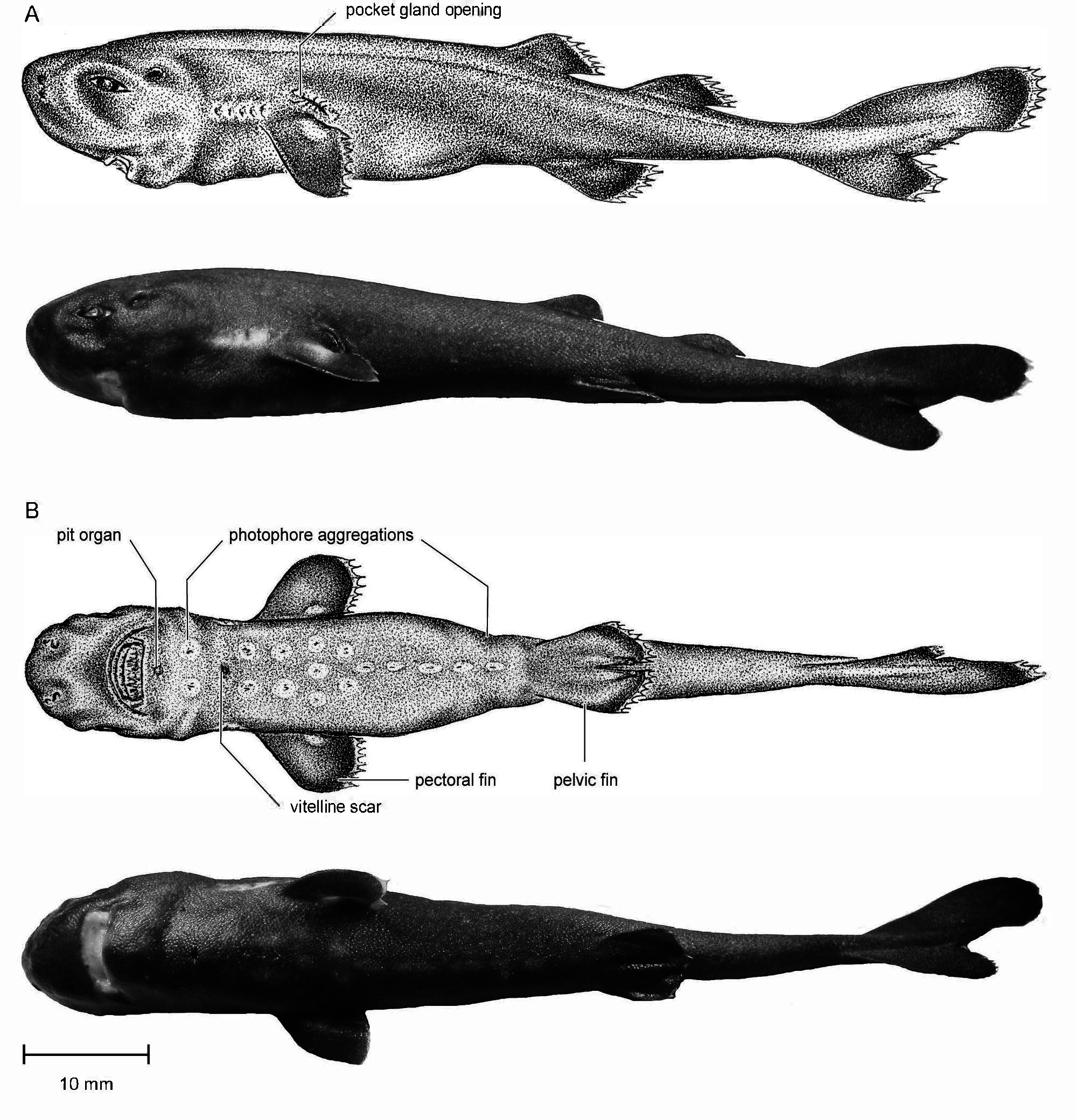 ภาพ ปลา mississippiensis (Mollisquama mississippiensis)