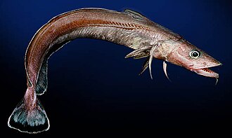 ภาพ ปลา macrophthalma (Molva macrophthalma)
