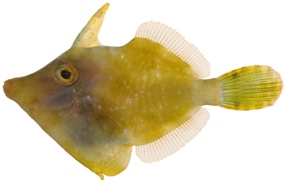 ภาพ ปลาวัวหนัง ciliatus (Monacanthus ciliatus)