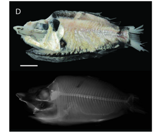 ภาพ ปลา griseus (Monacoa griseus)