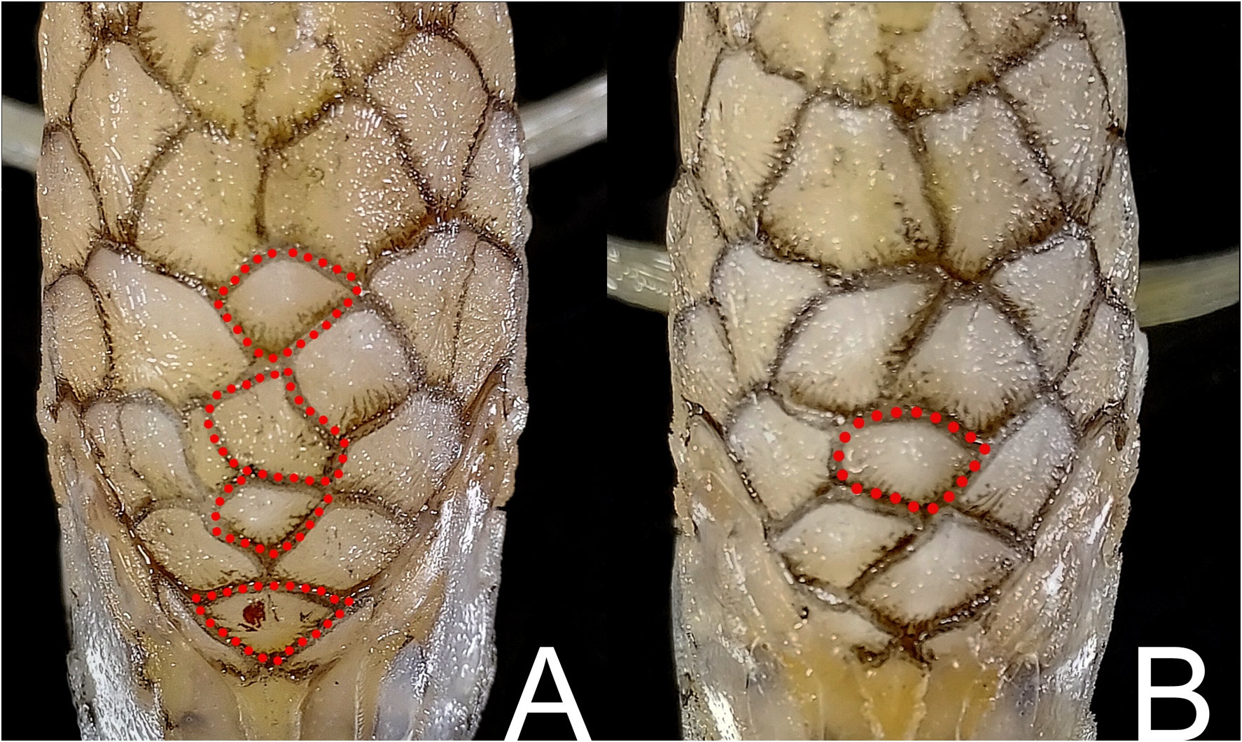 ภาพ ปลา chrysadamas (Monocentris chrysadamas)