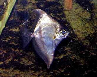 ภาพ ปลา sebae (Monodactylus sebae)