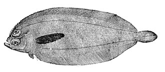ภาพ ปลา atrimana (Monolene atrimana)