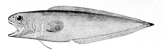 ภาพ ปลา agassizii (Monomitopus agassizii)