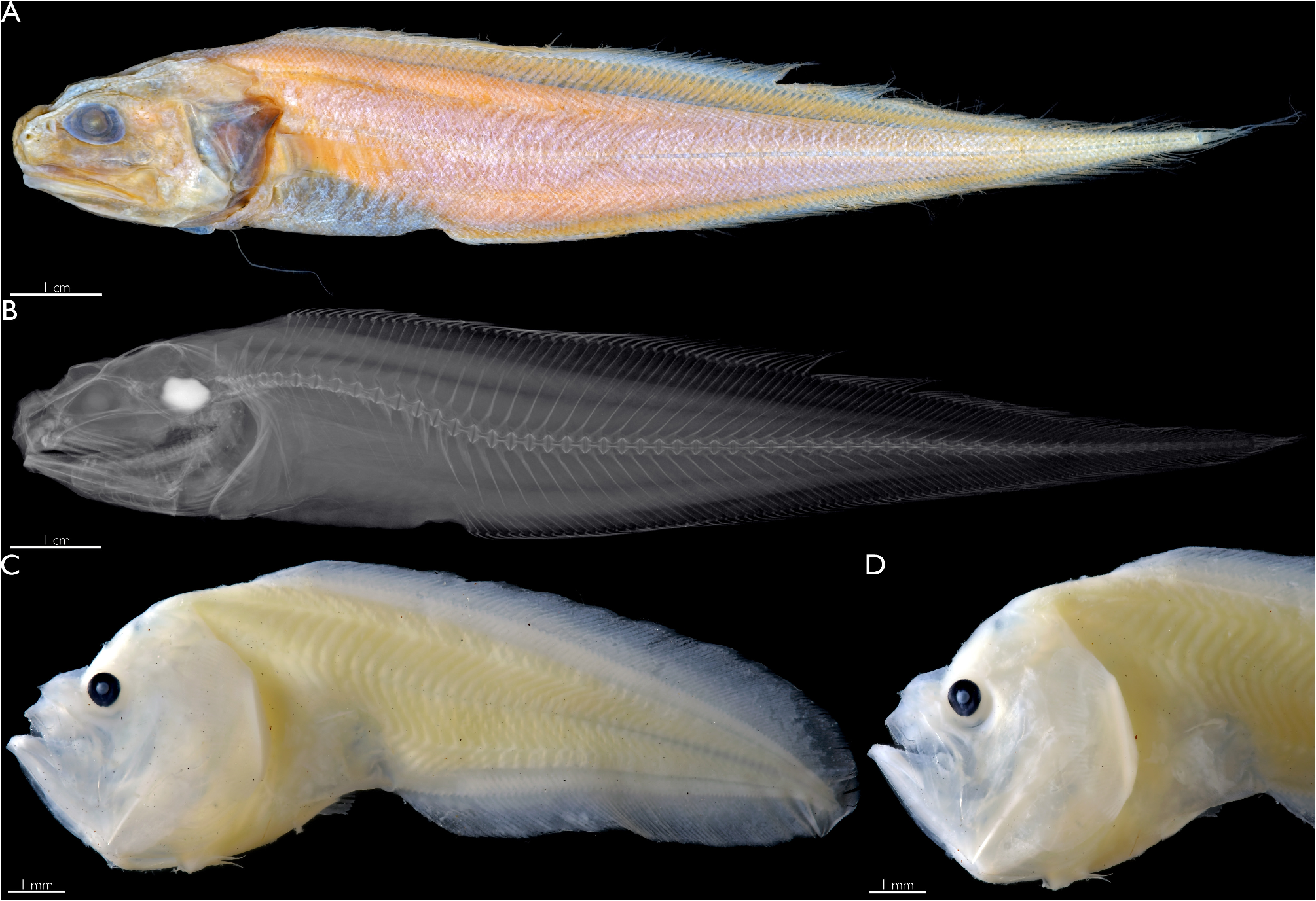 ภาพ ปลา ainonaka (Monomitopus ainonaka)
