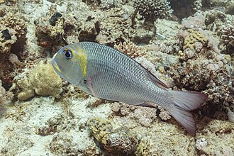 ภาพ ปลา grandoculis (Monotaxis grandoculis)