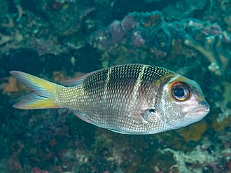 ภาพ ปลา heterodon (Monotaxis heterodon)