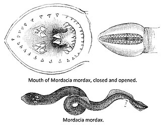ภาพ ปลา mordax (Mordacia mordax)
