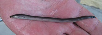 ภาพ ปลา praecox (Mordacia praecox)