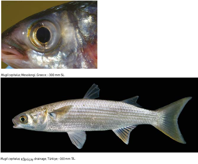 ภาพ ปลา cephalus (Mugil cephalus)