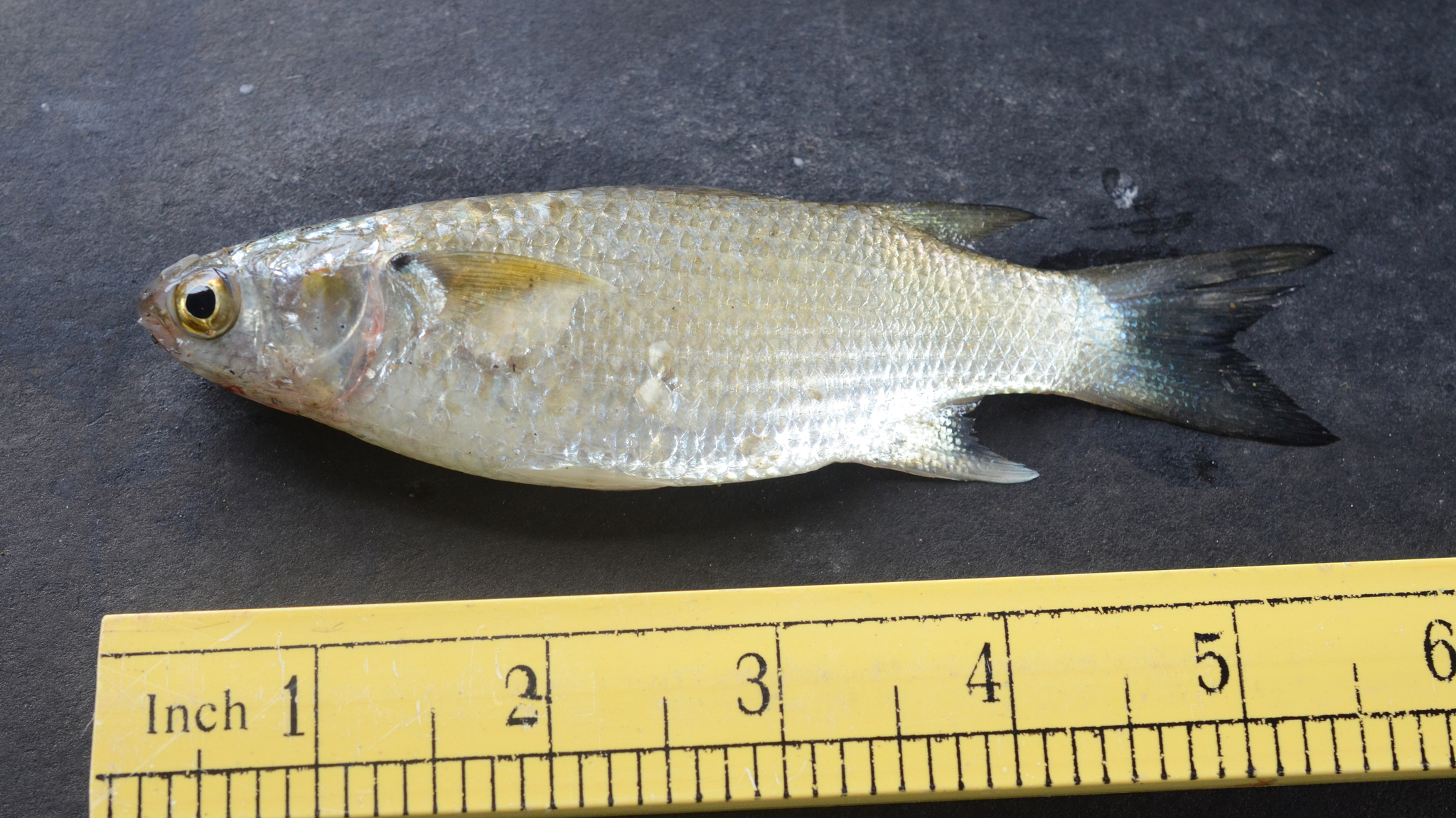 ภาพ ปลา curvidens (Mugil curvidens)