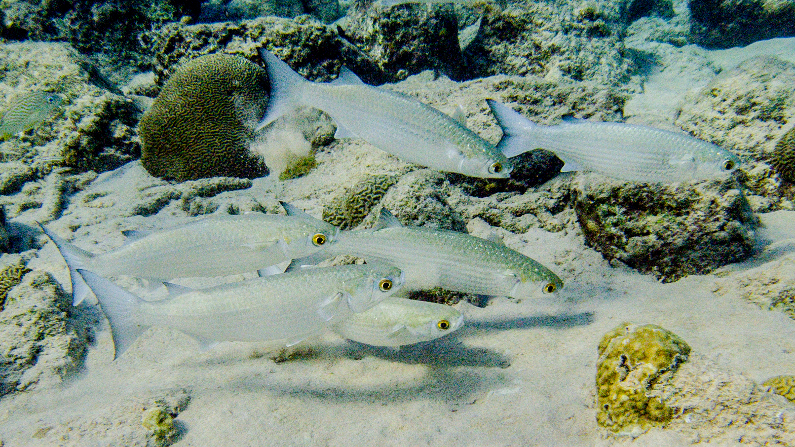 ภาพ ปลา rubrioculus (Mugil rubrioculus)
