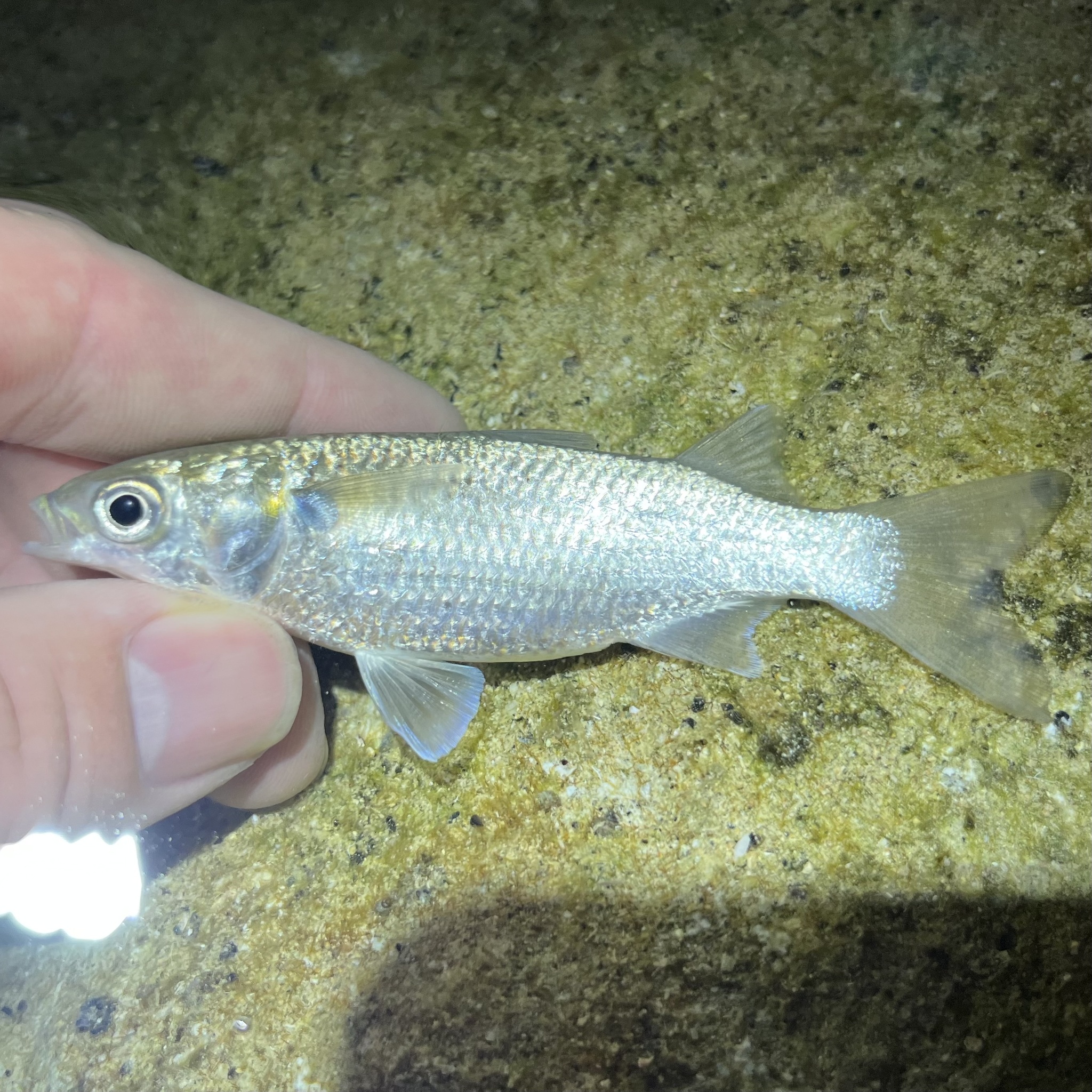 ภาพ ปลา trichodon (Mugil trichodon)