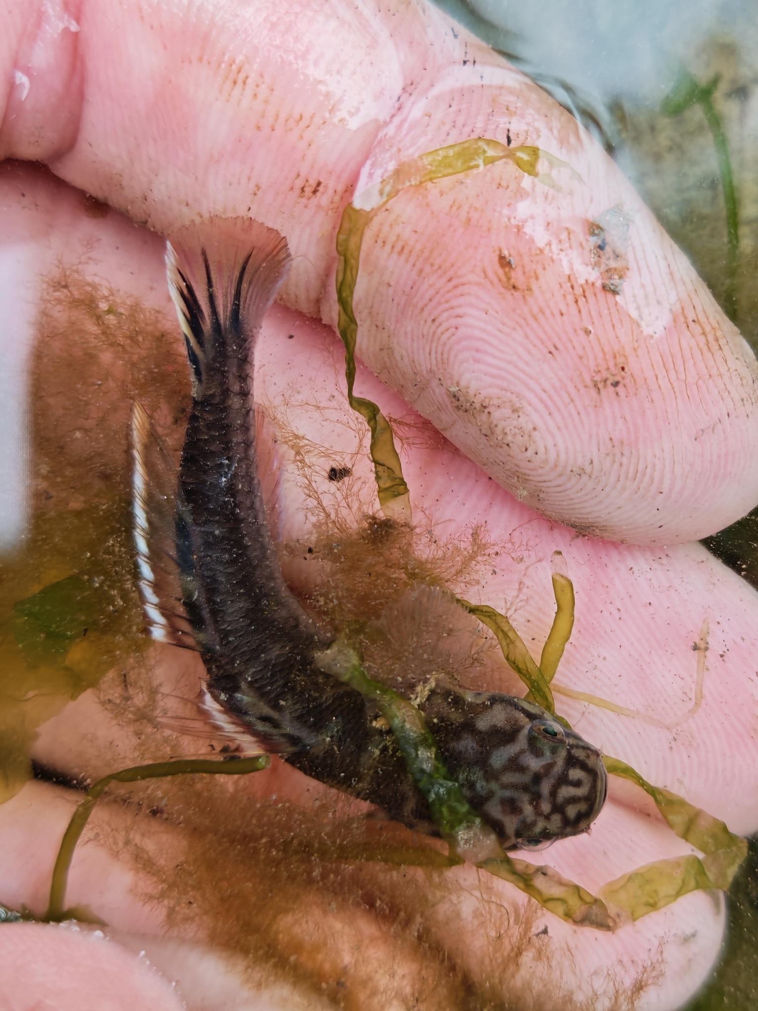 ภาพ ปลาบู่ abei (Mugilogobius abei)