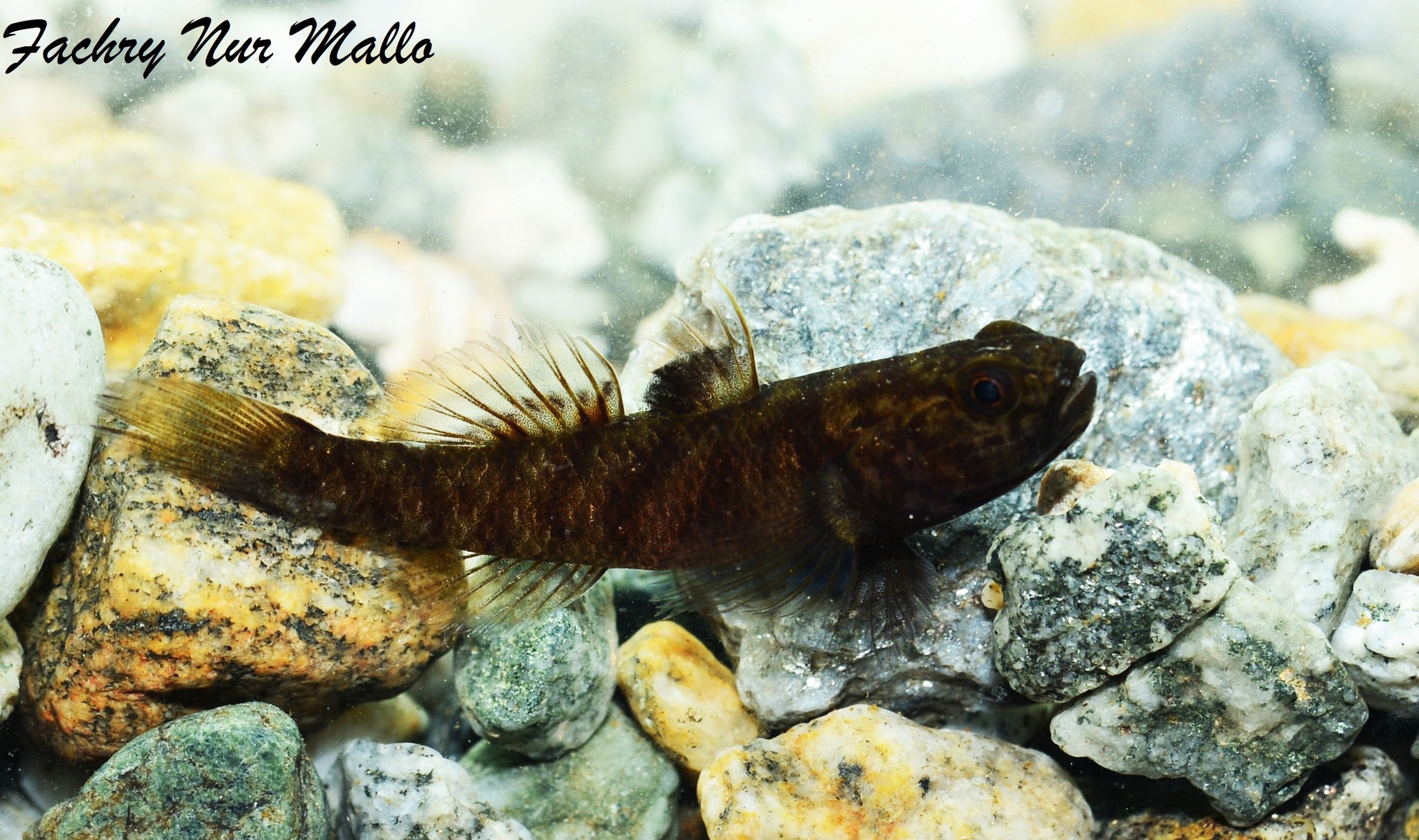 ภาพ ปลาบู่ adeia (Mugilogobius adeia)