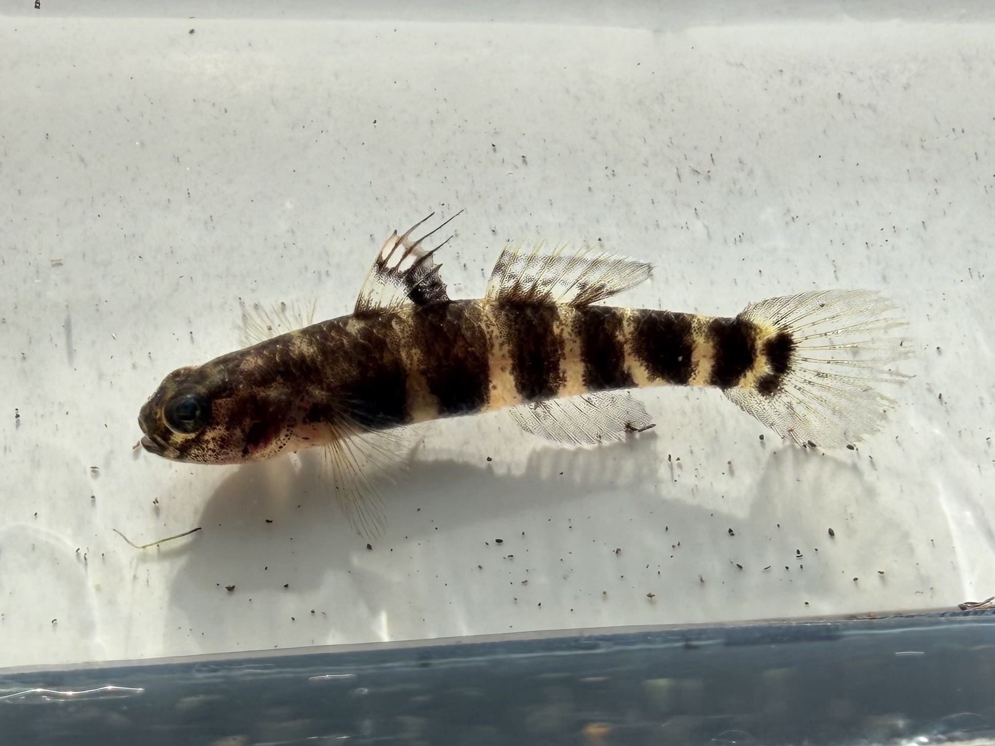 ภาพ ปลาบู่ fasciatus (Mugilogobius fasciatus)
