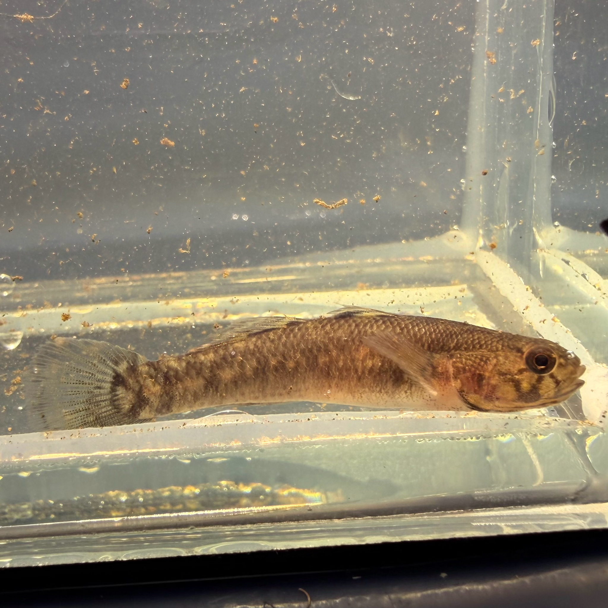 ภาพ ปลาบู่ครีบเส้นด้ายป่าชายเลนบู่ (Mugilogobius filifer)