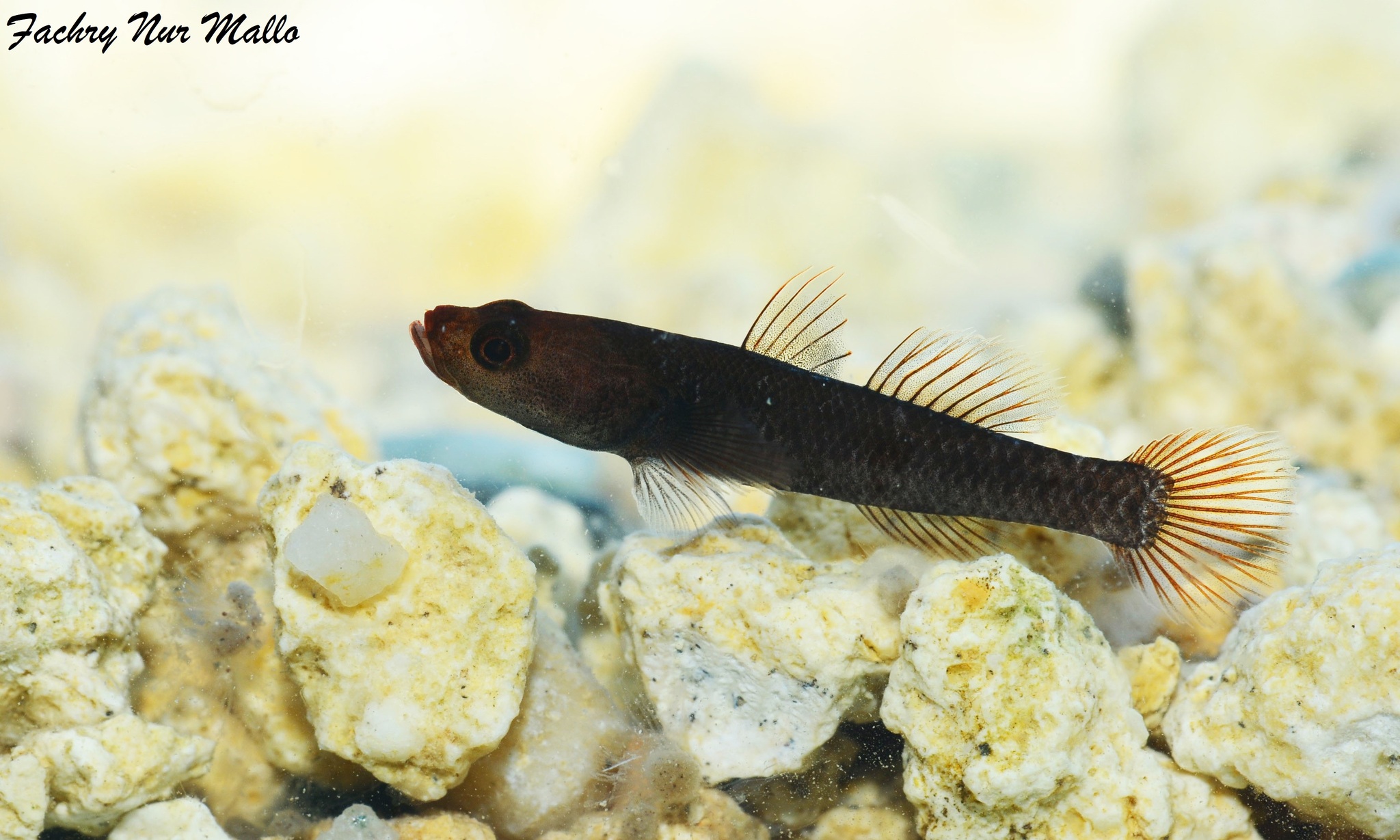 ภาพ ปลาบู่ดำบู่ (Mugilogobius hitam)