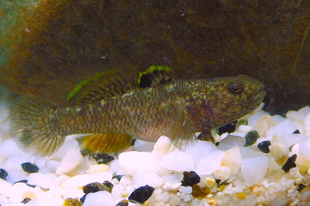 ภาพ ปลาบู่ latifrons (Mugilogobius latifrons)