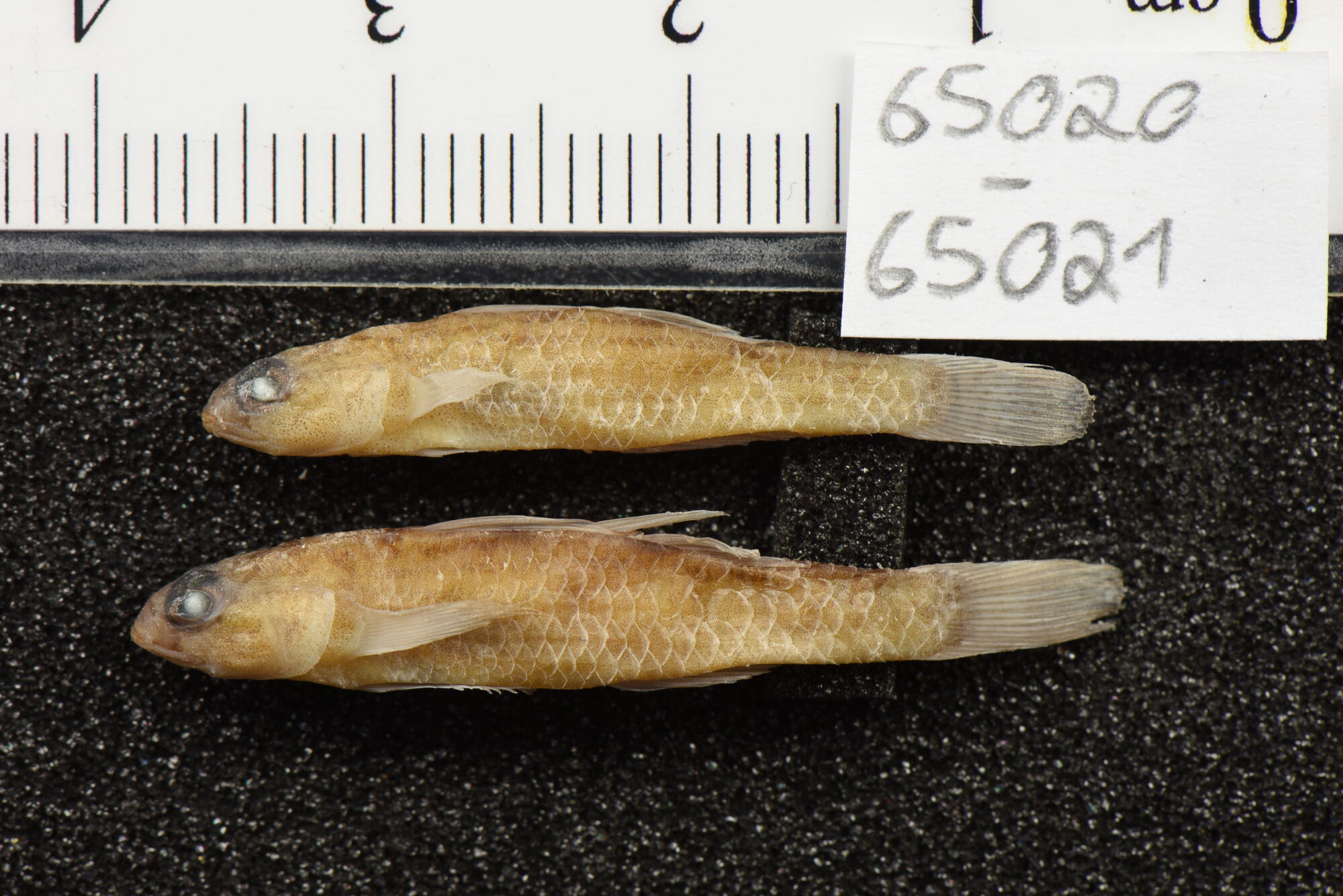 ภาพ ปลาบู่ lepidotus (Mugilogobius lepidotus)