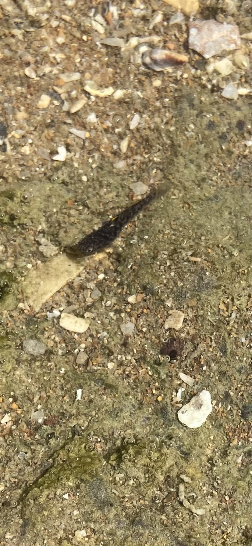 ภาพ ปลาบู่ป่าชายเลนบู่ (Mugilogobius littoralis)