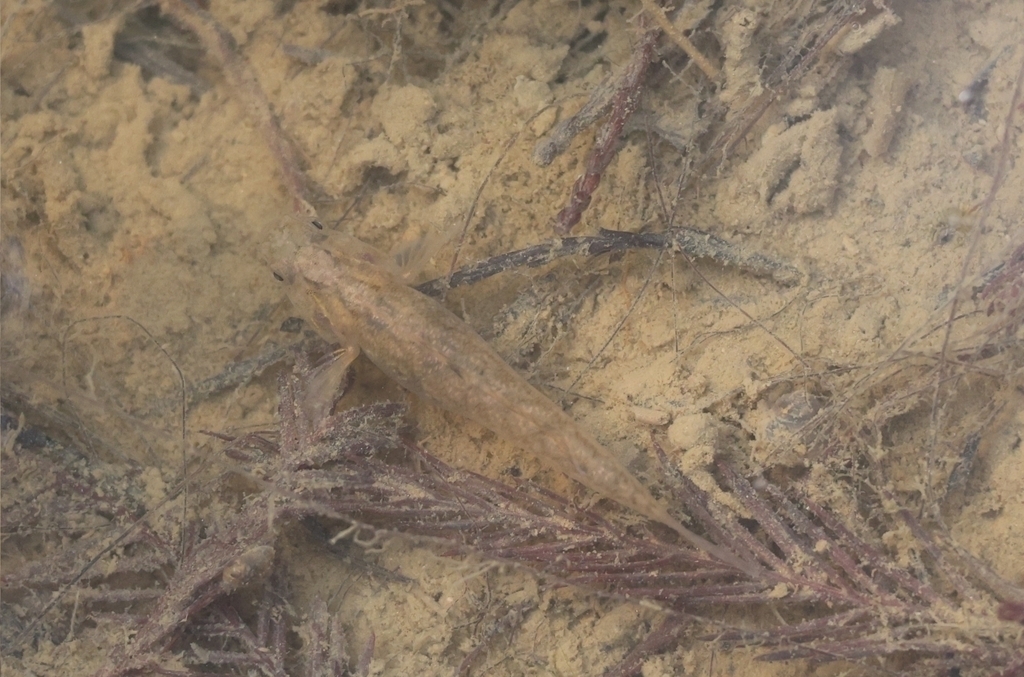 ภาพ ปลาบู่ myxodermus (Mugilogobius myxodermus)