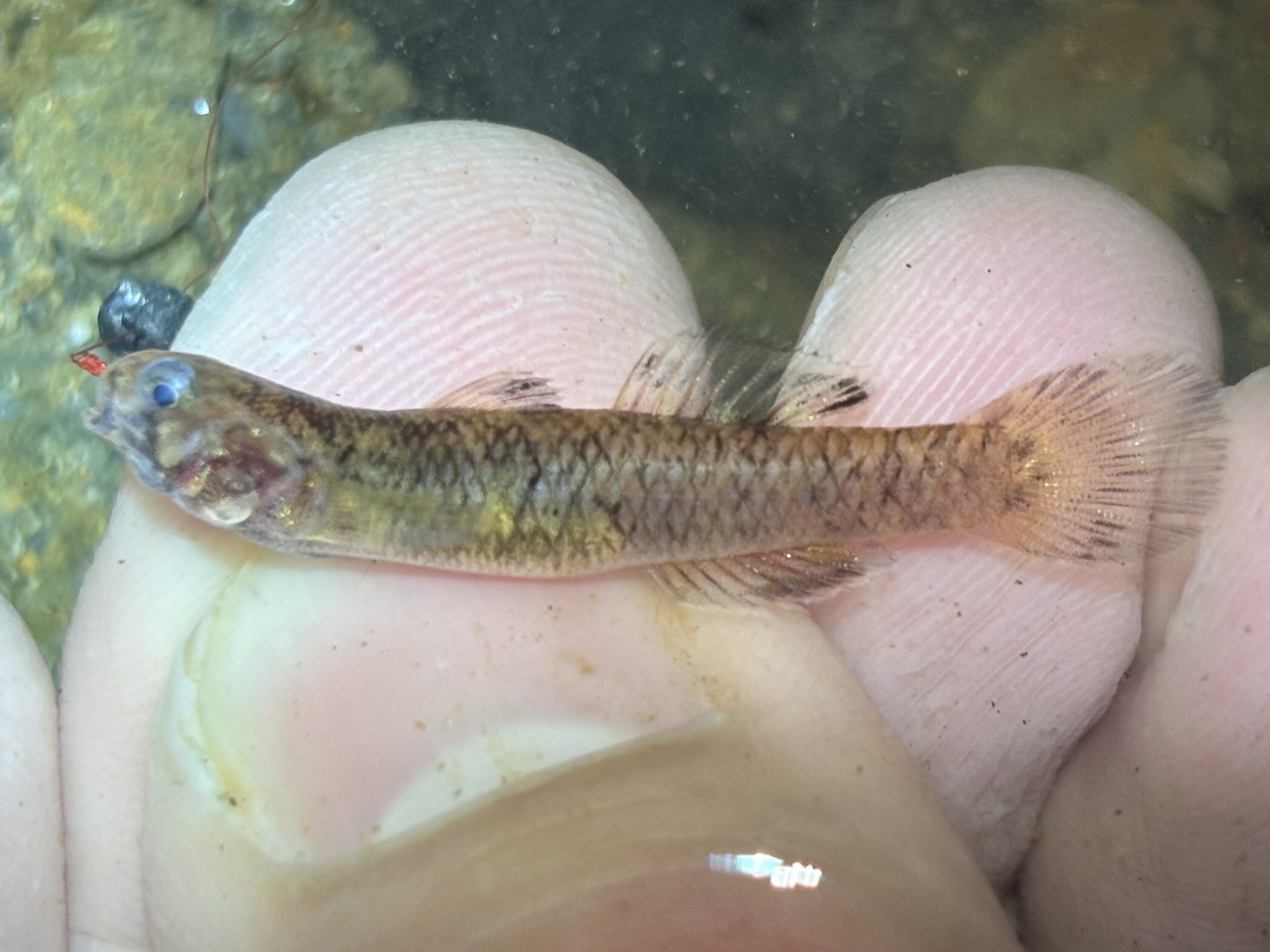 ภาพ ปลาบู่น้ำจืดป่าชายเลนบู่ (Mugilogobius notospilus)