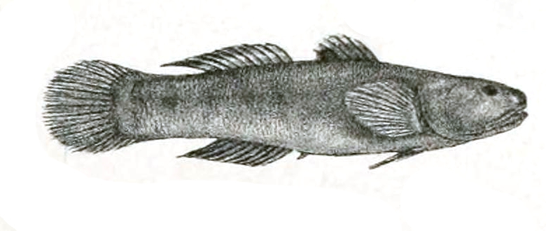 ภาพ ปลาบู่บู่ (Mugilogobius platynotus)
