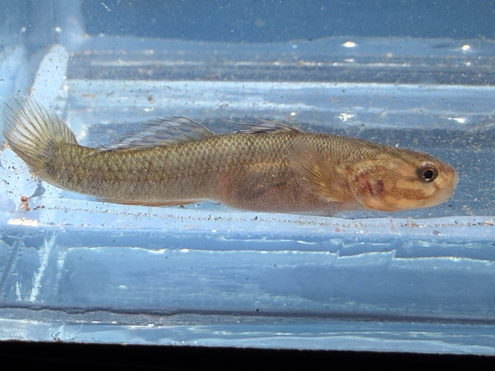 ภาพ ปลาบู่ป่าชายเลนบู่ (Mugilogobius platystomus)