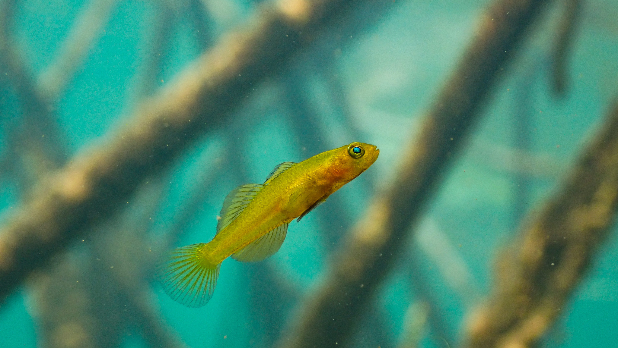 ภาพ ปลาบู่ทองบู่ (Mugilogobius rexi)