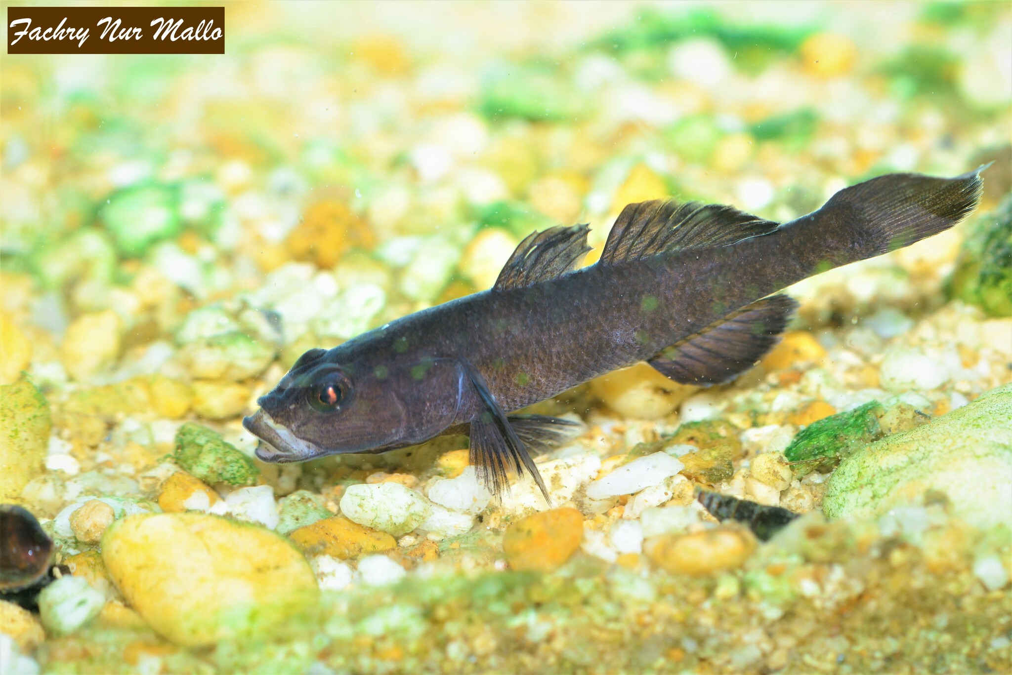 ภาพ ปลาบู่บู่ (Mugilogobius sarasinorum)