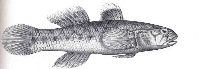 ภาพ ปลาบู่ป่าชายเลนบู่ (Mugilogobius stigmaticus)