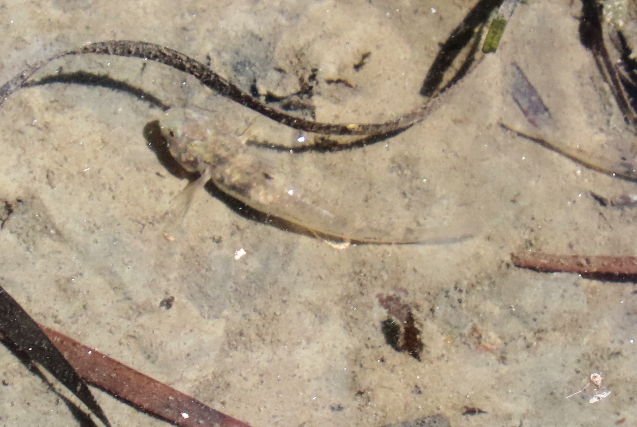 ภาพ ปลาบู่บู่ (Mugilogobius wilsoni)