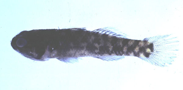 ภาพ ปลาบู่ zebra (Mugilogobius zebra)