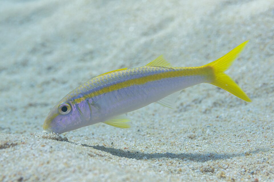 ภาพ ปลาแพะ dentatus (Mulloidichthys dentatus)