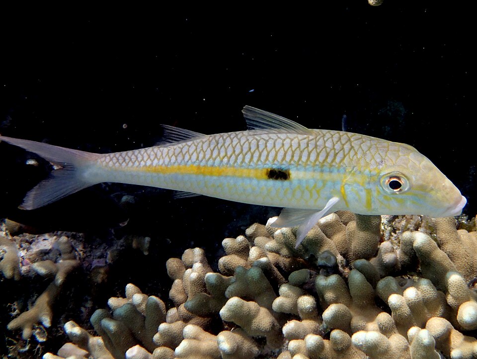 ภาพ ปลาแพะ flavolineatus (Mulloidichthys flavolineatus)