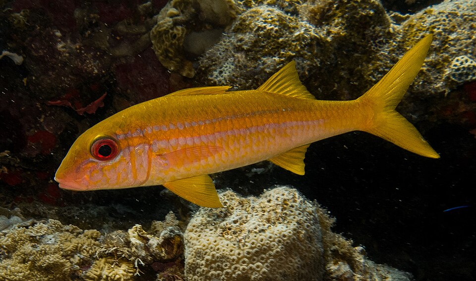 ภาพ ปลาแพะ vanicolensis (Mulloidichthys vanicolensis)