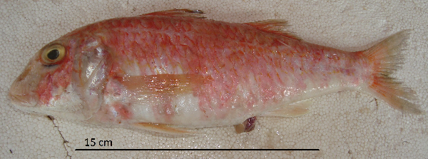 ภาพ ปลาแพะ argentinae (Mullus argentinae)