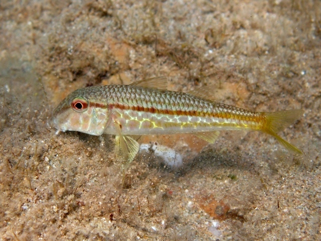 ภาพ ปลาแพะ barbatus (Mullus barbatus)
