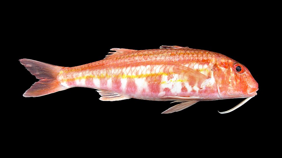 ภาพ ปลาแพะแดง (Mullus surmuletus)