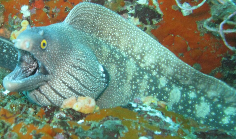 ภาพ ปลาไหลมอเรย์ขาวลายจุด (Muraena argus)