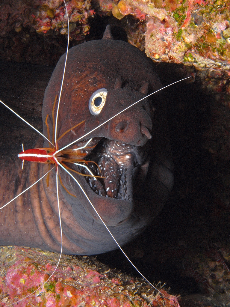 ภาพ ปลาไหลมอเรย์ดำ (Muraena augusti)