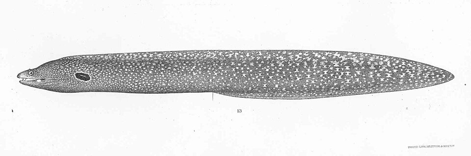 ภาพ ปลาไหลมอเรย์ clepsydra (Muraena clepsydra)