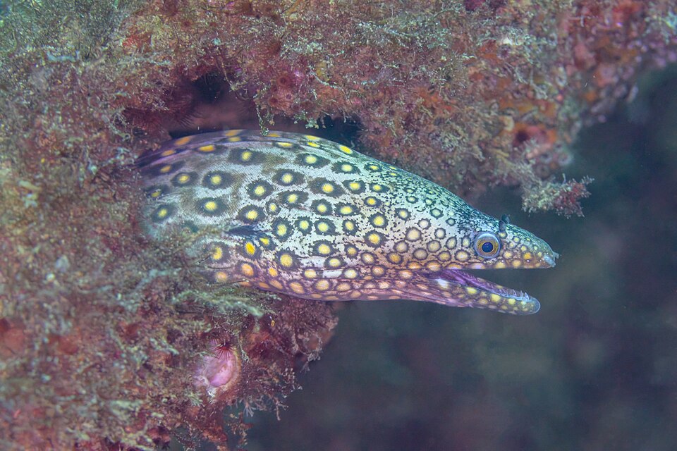ภาพ ปลาไหลมอเรย์ไหล (Muraena lentiginosa)