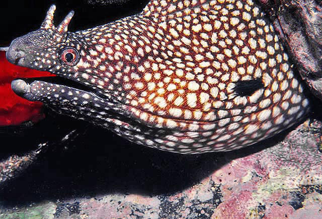 ภาพ ปลาไหลมอเรย์ pavonina (Muraena pavonina)