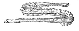 ภาพ ปลา gymnopterus (Muraenichthys gymnopterus)