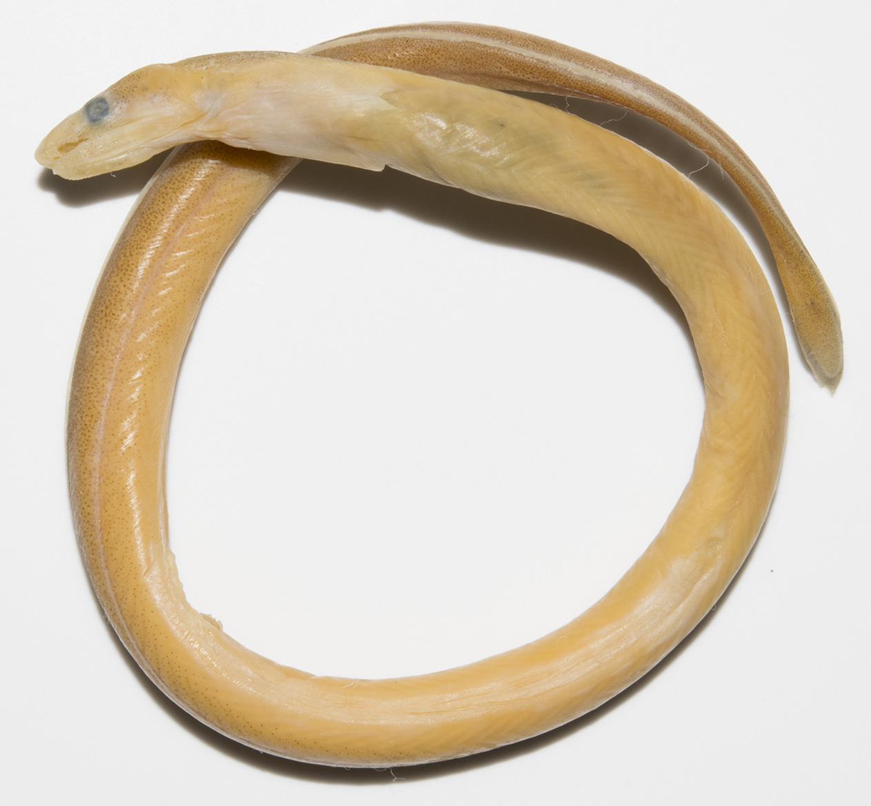 ภาพ ปลา longirostris (Muraenichthys longirostris)