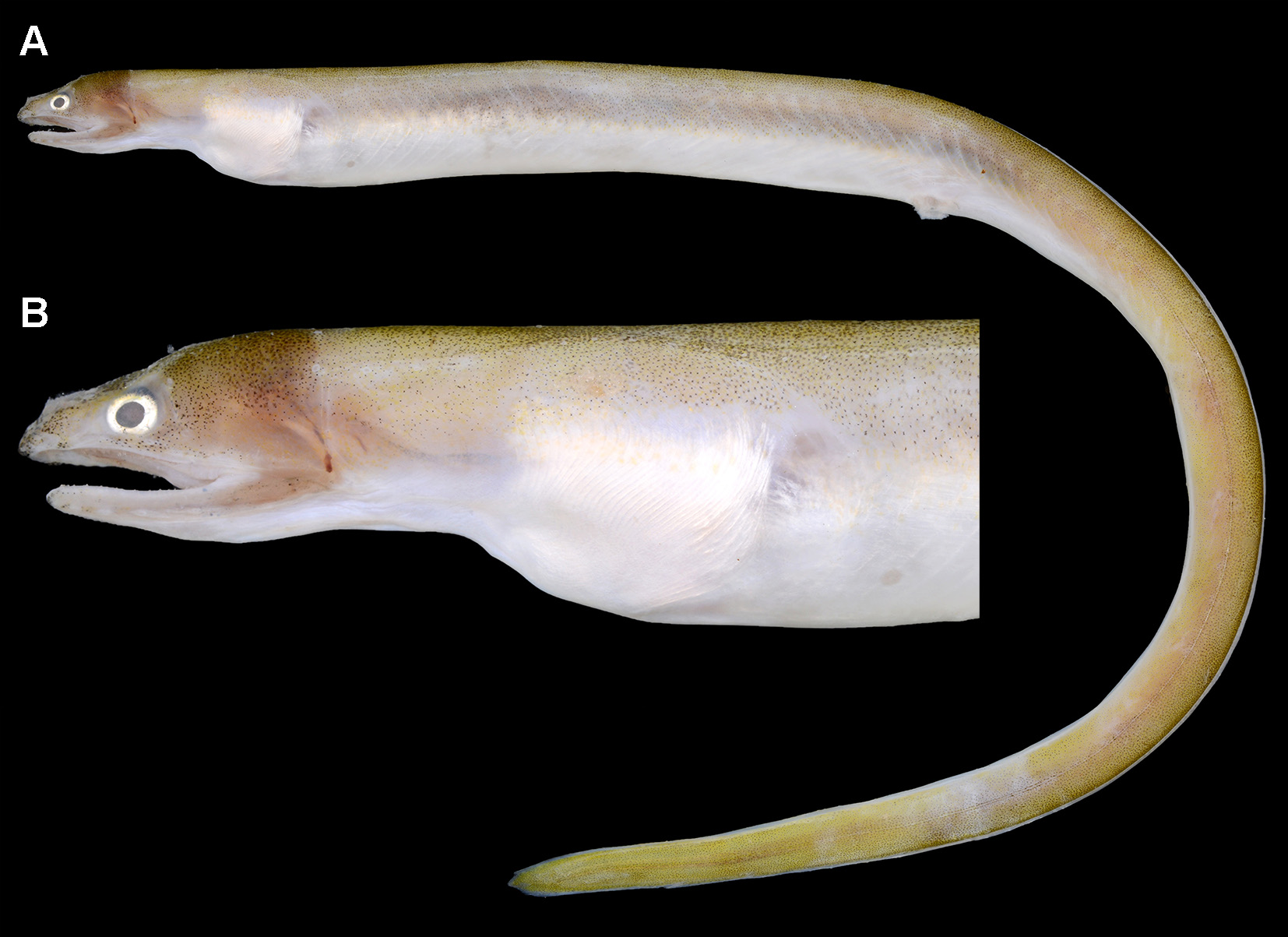 ภาพ ปลา thompsoni (Muraenichthys thompsoni)