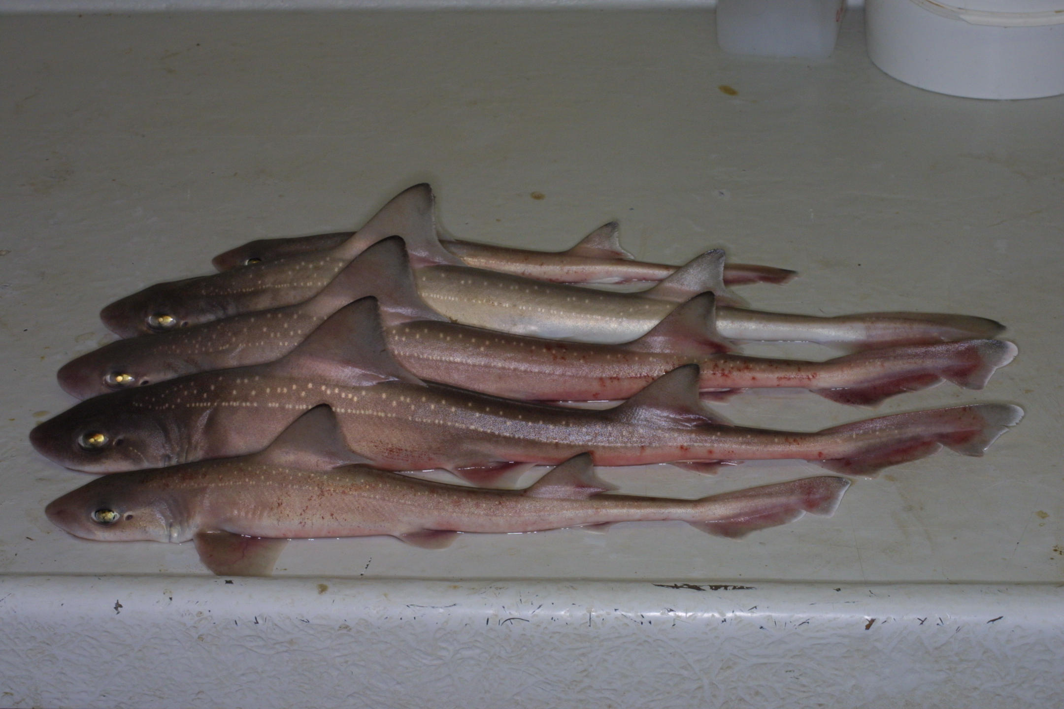 ภาพ ปลา asterias (Mustelus asterias)