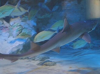 ภาพ ปลา griseus (Mustelus griseus)